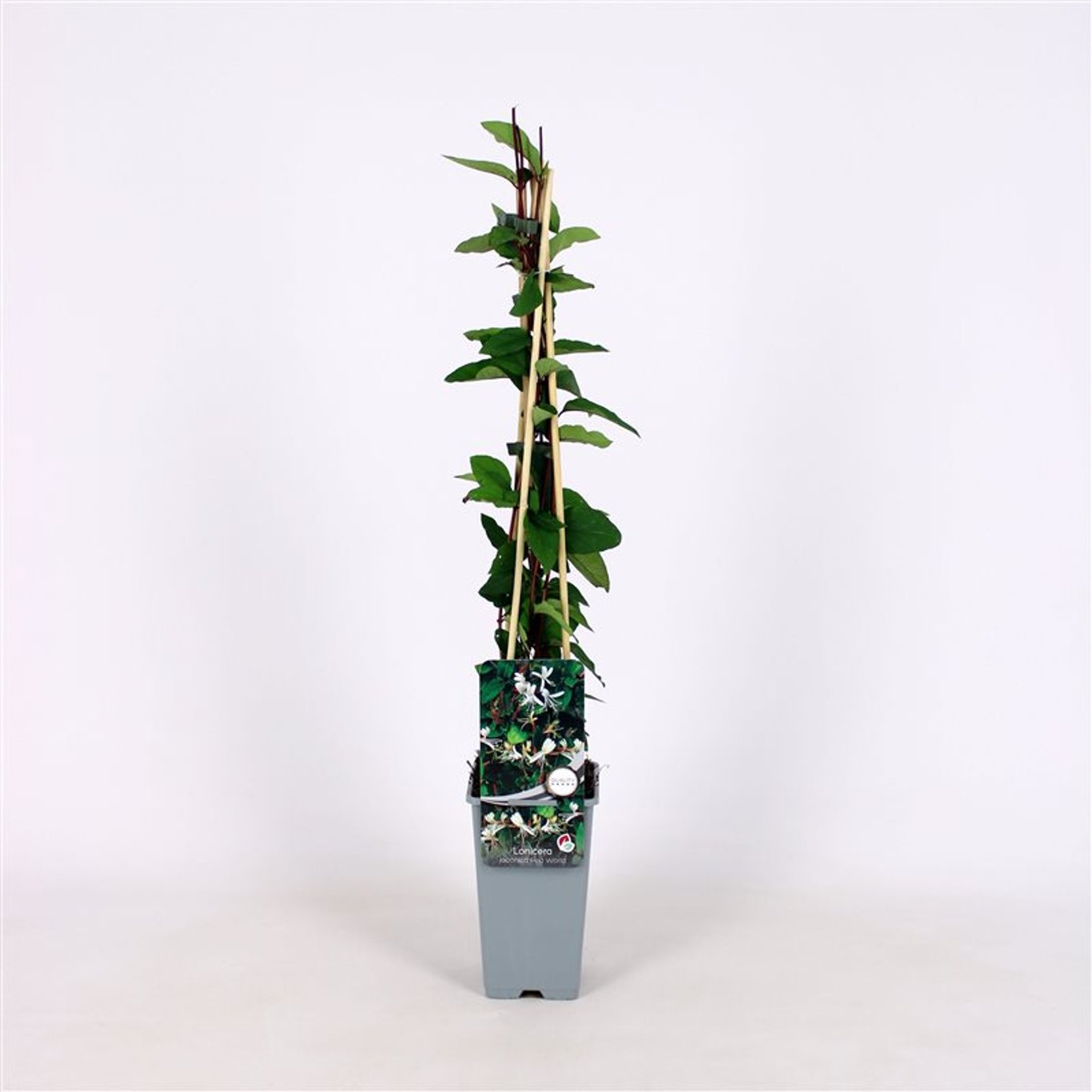 Lonicera jap. 'Red World' - C2 70/+ CM